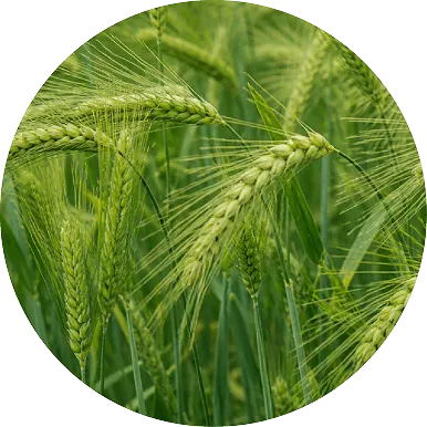 Barley